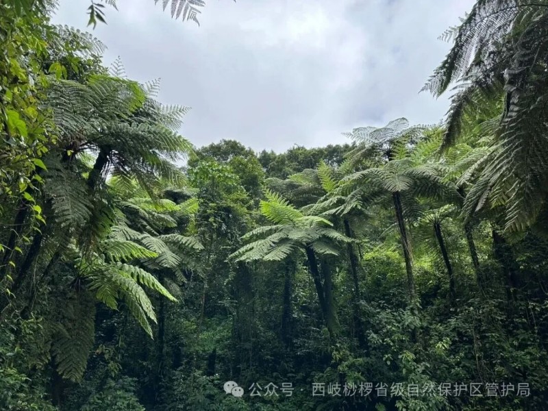 中華桫欏林.jpg