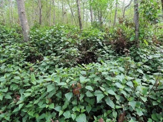 27c4bf4092943cccafbc7ecdad6d6f78_t01ff0d89e3ebe11de9.jpg 27c4bf4092943cccafbc7ecdad6d6f78_t01ff0d89e3ebe11de9.jpg