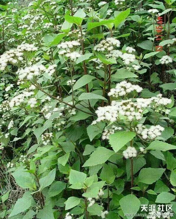 d8cbf3a35962883b6b138c6fa1f41327_2016051600_23d56156b74a6ec289541u4BzMeNMS3N.jpg d8cbf3a35962883b6b138c6fa1f41327_2016051600_23d56156b74a6ec289541u4BzMeNMS3N.jpg