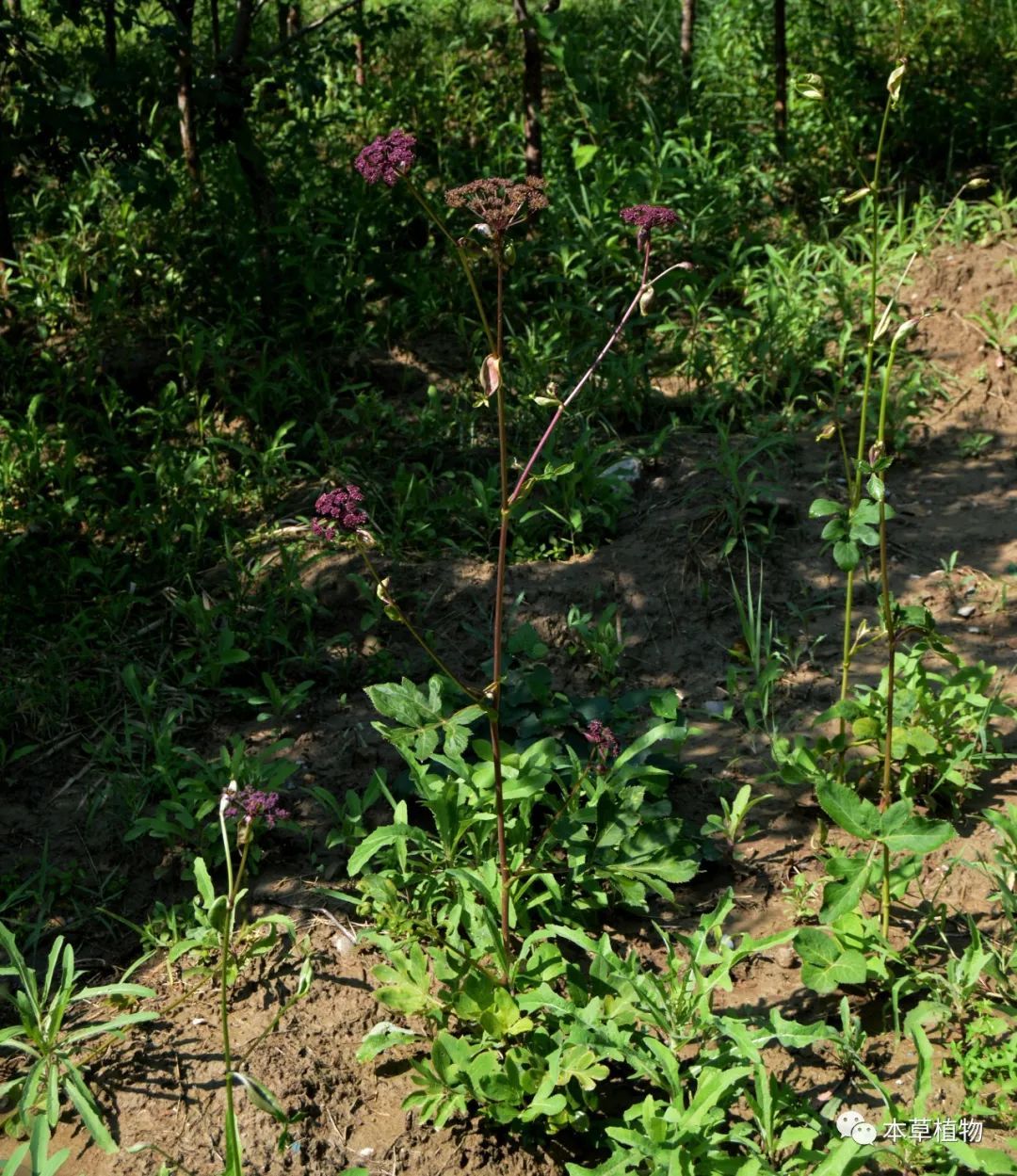 其基原为伞形科植物 紫花前胡 peucedanum decursivum.(miq.)maxim.