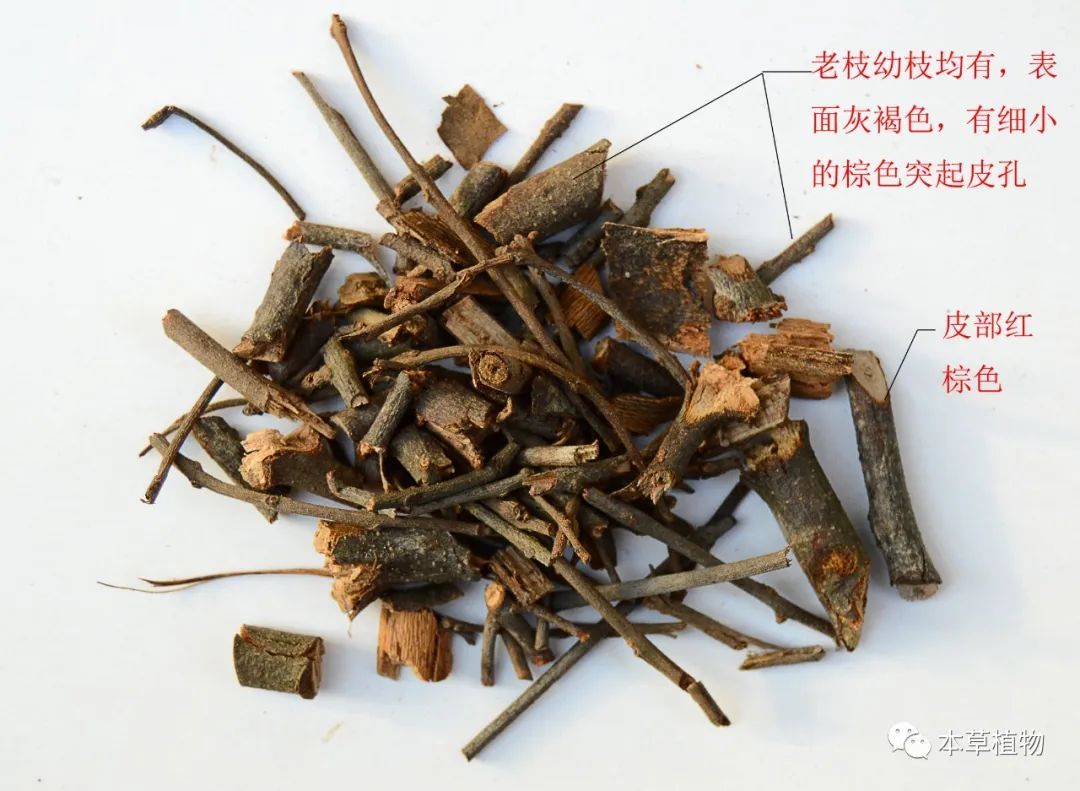 2,槲寄生:桑寄生科植物槲寄生的干燥带叶茎枝 槲寄生饮片;图片来源