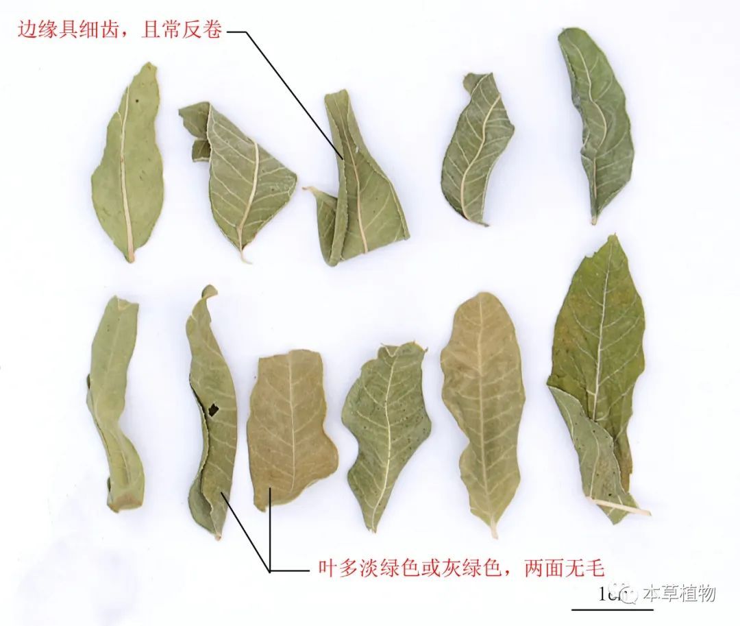 6,番泻叶:豆科植物狭叶番泻叶或尖叶番泻叶的干燥小叶 番泻叶药材