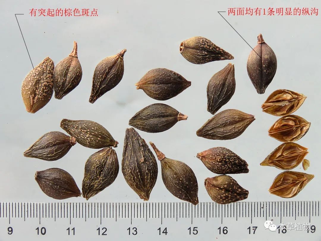 科植物酸枣的干燥成熟种子 18,小茴香:伞形科植物茴香的干燥成熟果实