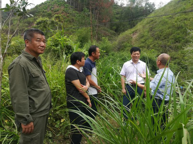 上犹县委副书记县级林长包礼斌开展巡林工作