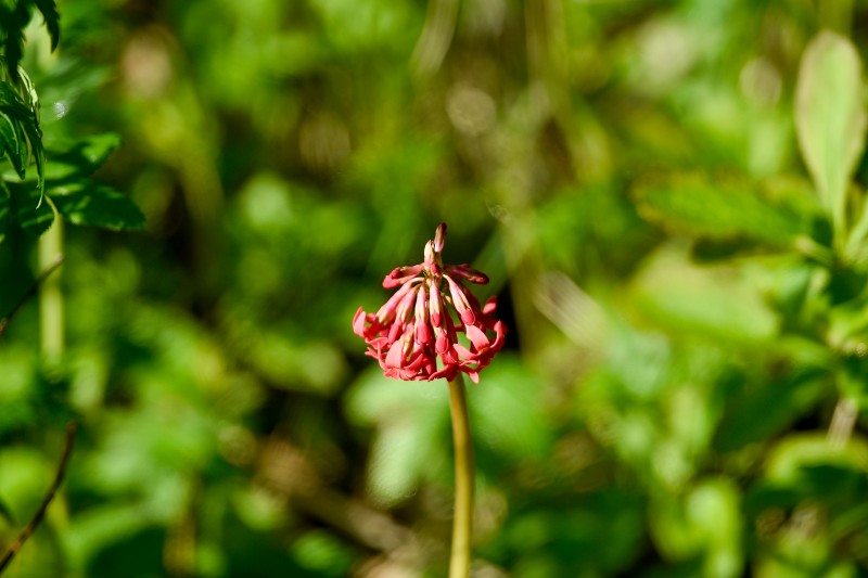 胭脂花