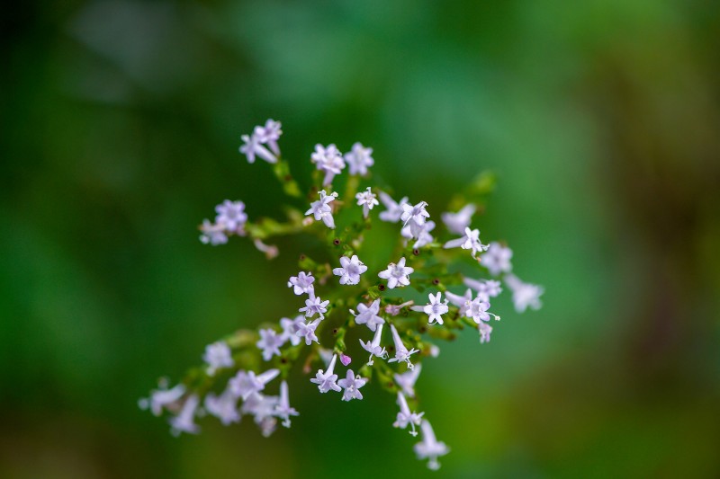 缬草