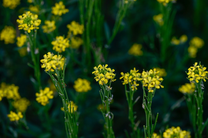 小花糖芥