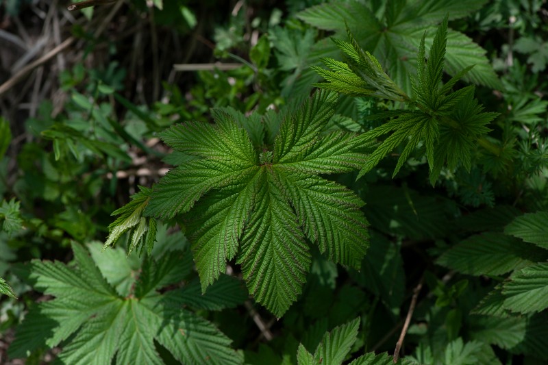 蚊子草