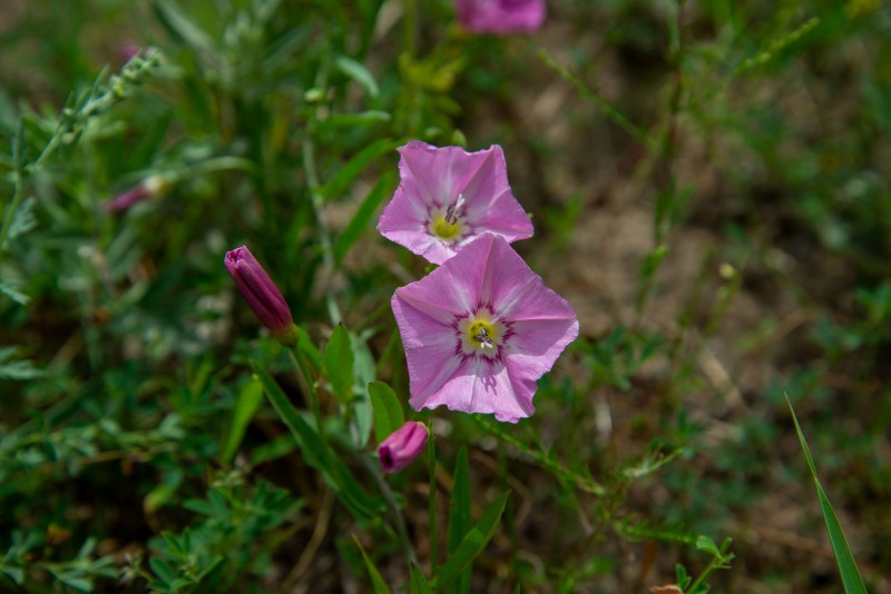 田旋花