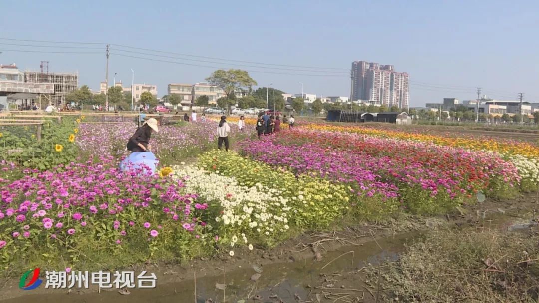 潮州冬日花海惹人醉八方游客赏景来