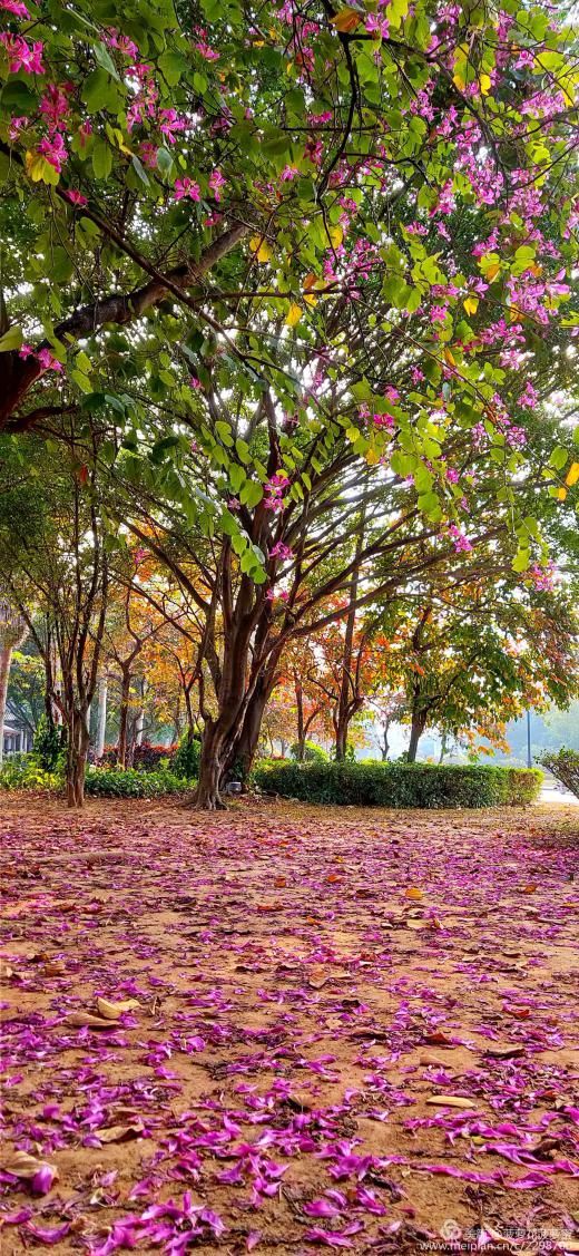 一阵风吹过,红花羊蹄甲花掉落在草地上,非常地壮观.