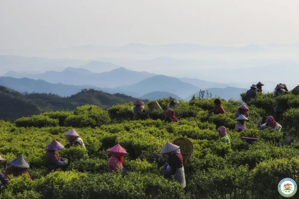 优秀奖《绿波 吴沛然