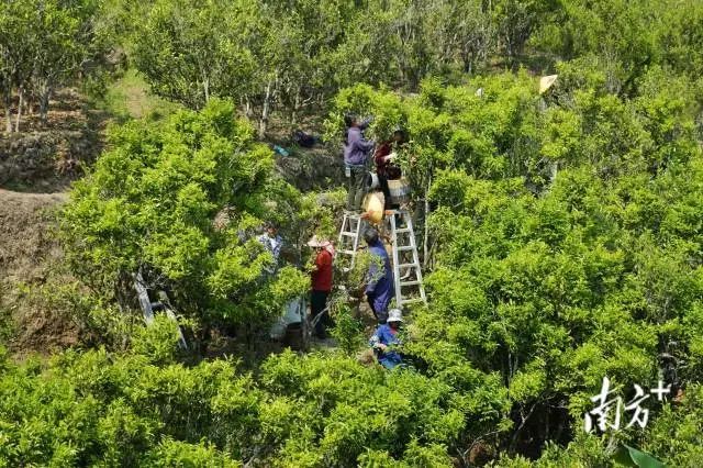 "数字凤凰"随着 2021年首届凤凰单丛茶开采节"飞"起来