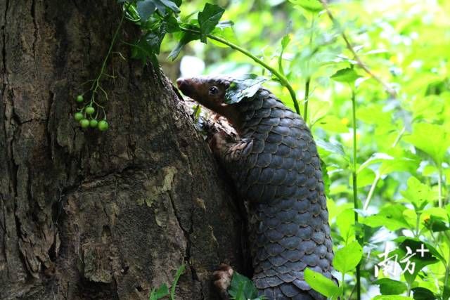 生活在潮州鳳凰山的中華穿山甲。 受訪者供圖