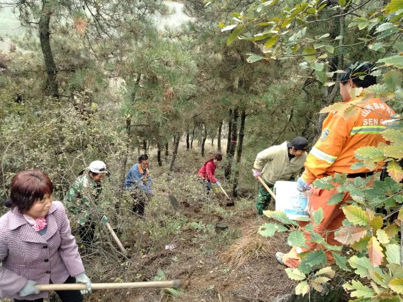 祁家河林场开展扁叶峰防治工作