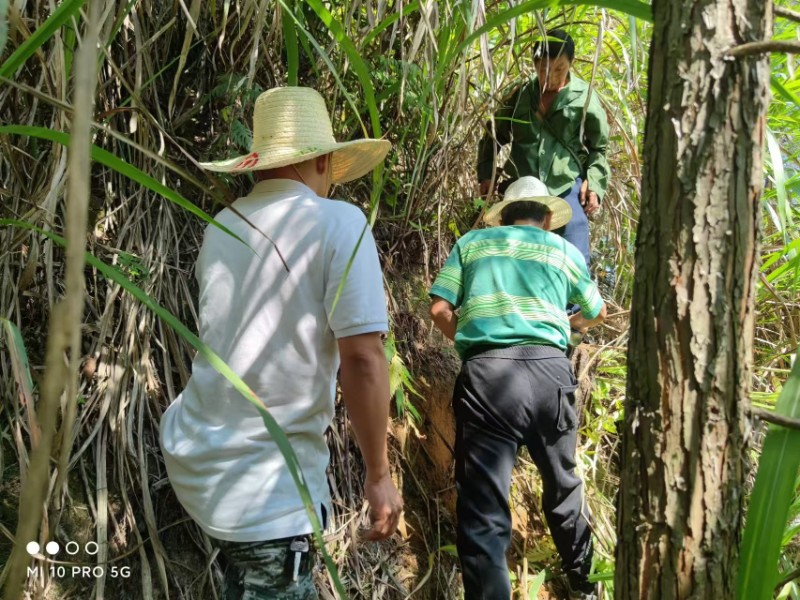 災(zāi)害防治股，林廠營林員及第三方至西源林廠疫木除治驗收2