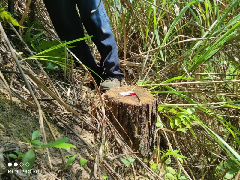 災(zāi)害防治股，林廠營林員及第三方至西源林廠疫木除治驗收3