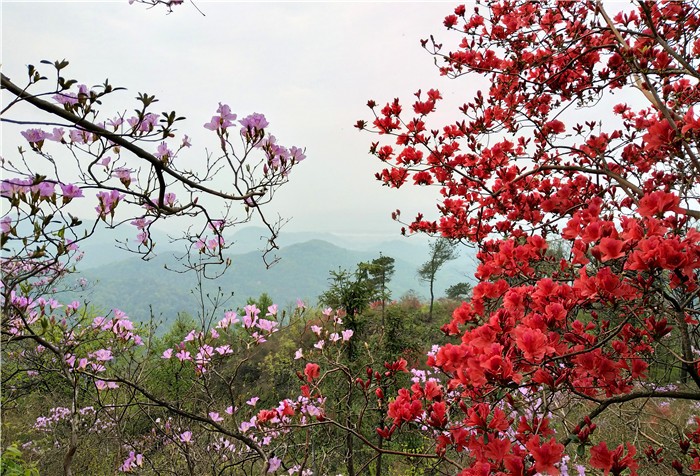 永修县云居之巅万亩杜鹃花开红似火