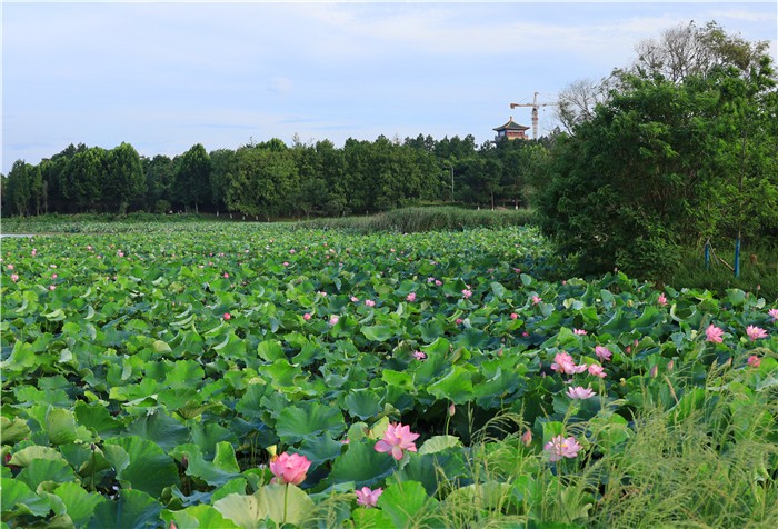 永修县修河国家湿地公园风景如画