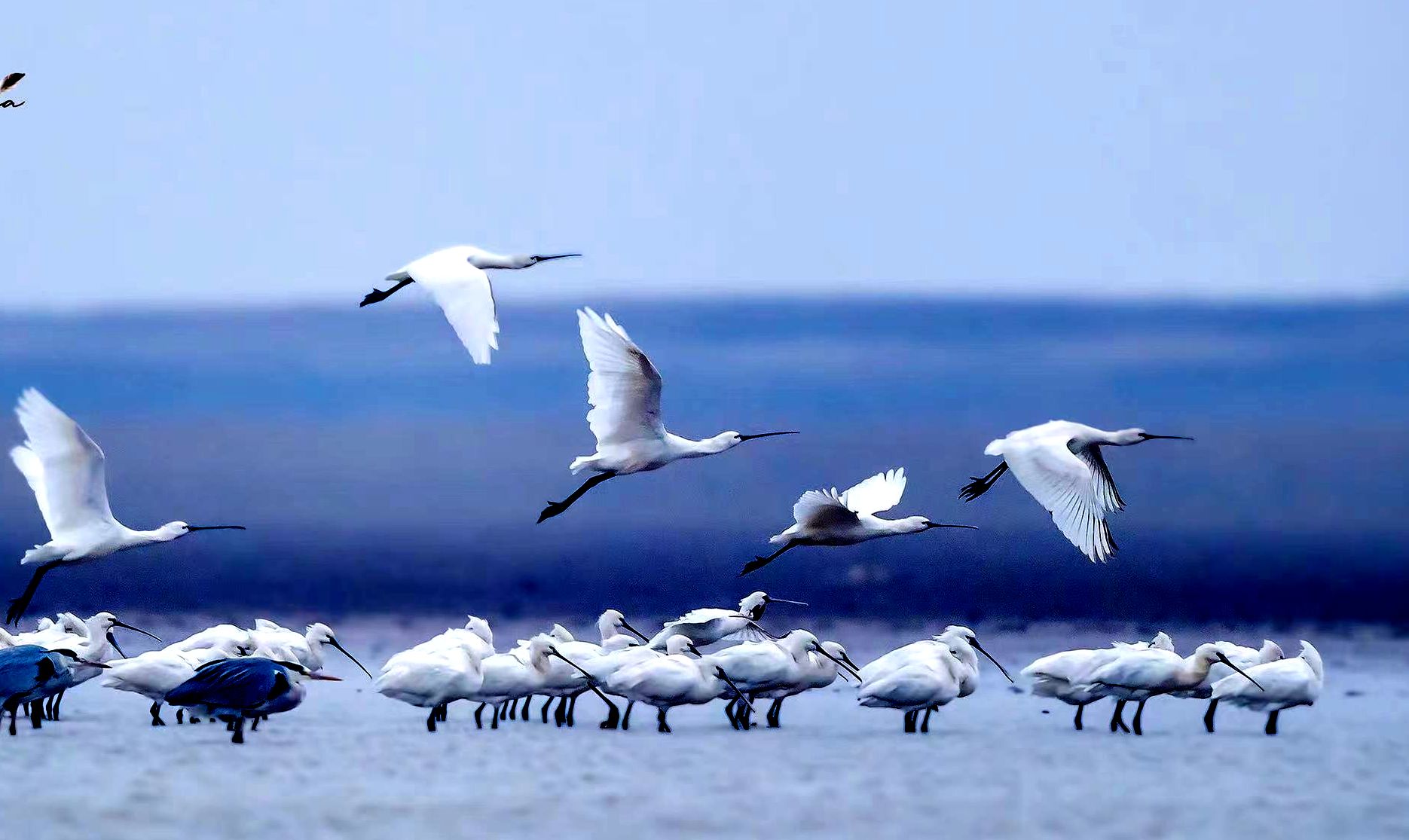 鄱阳湖候鸟图片素材-编号15217468-图行天下
