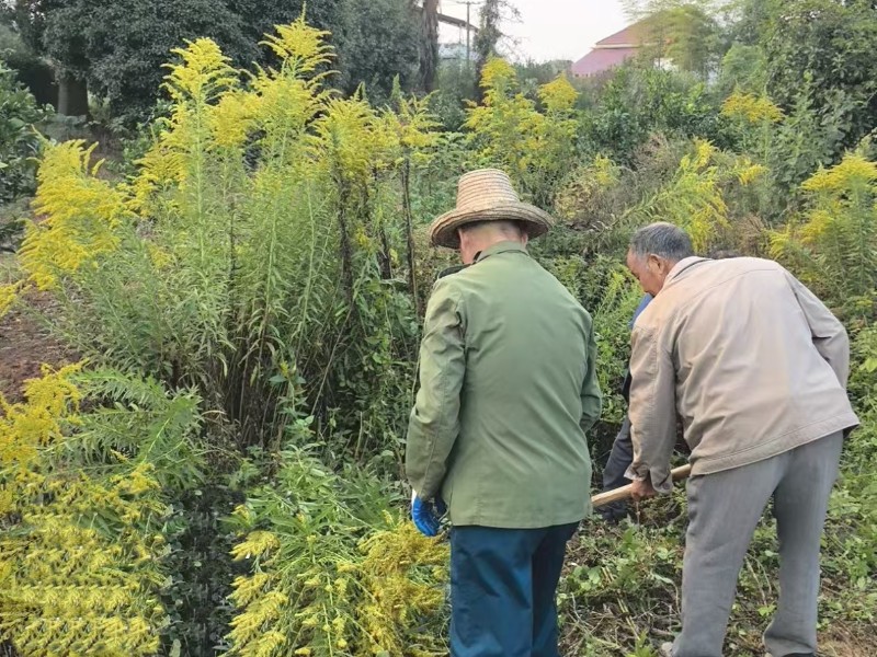 除一枝黃花