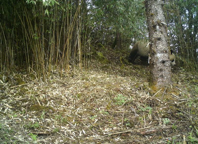 （2022白马一071）大熊猫 (1)