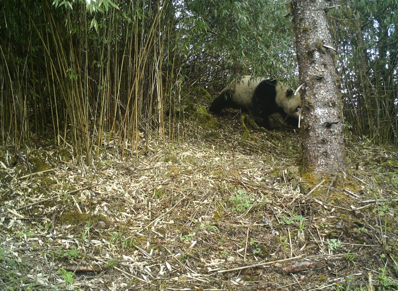 （2022白马一071）大熊猫 (5)