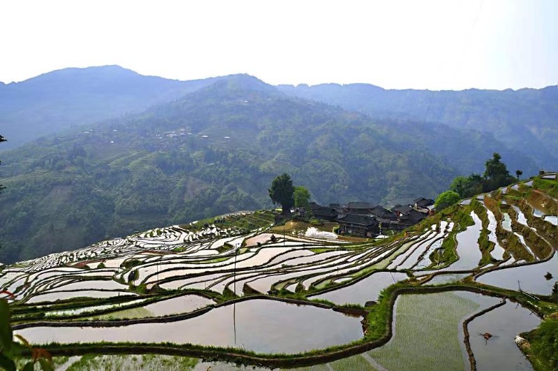 春天的加榜梯田開(kāi)始放水養(yǎng)田（攝影：梁明景）