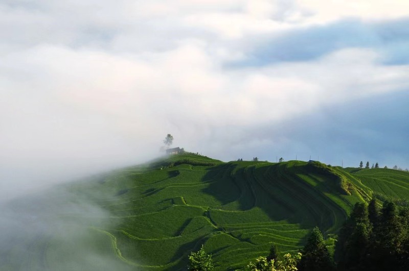 翠綠和乳白在加榜梯田顯得分外明顯（攝影：梁明景）