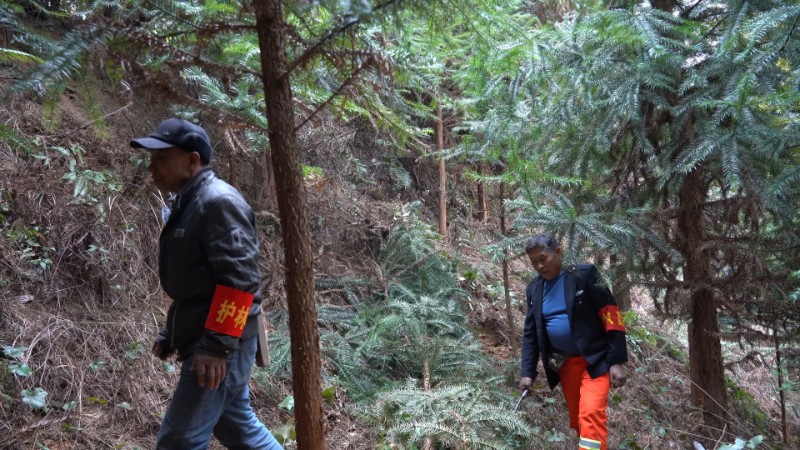 圖二：護林員荀朝明在杉木林巡林，為即將開始的林下產業發展探查情況（右一）攝影：從江縣融媒體中心