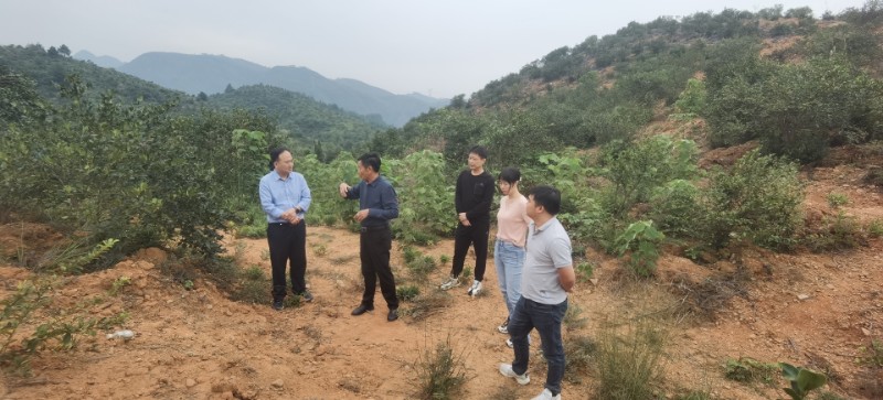 10月19日，上饶市林业产业综合服务中心到广信区调研油茶产业高质量发展工作 (2)