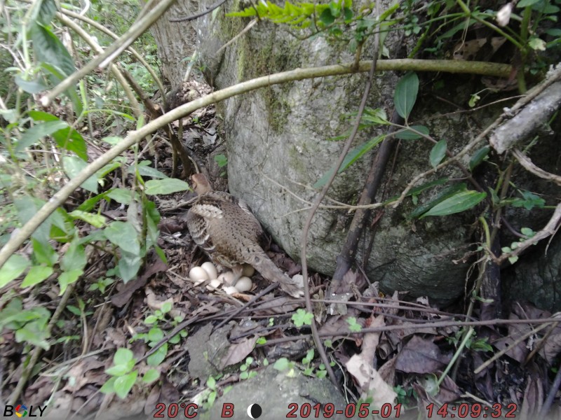 黑颈长尾雉孵化育雏照片4