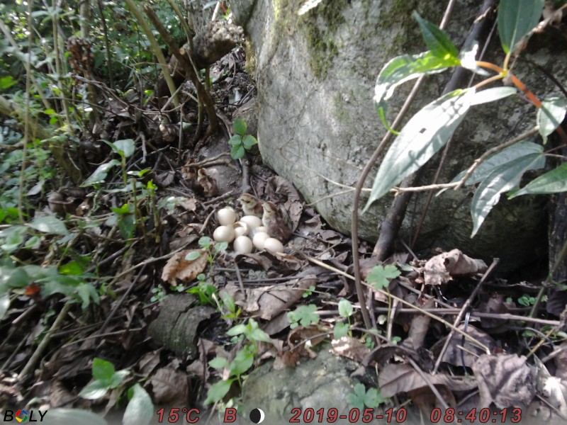 黑颈长尾雉孵化育雏照片3