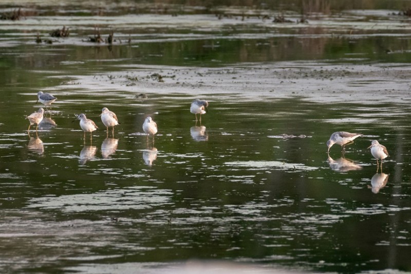 一群青角鹬在小微湿地里享受春光的沐浴