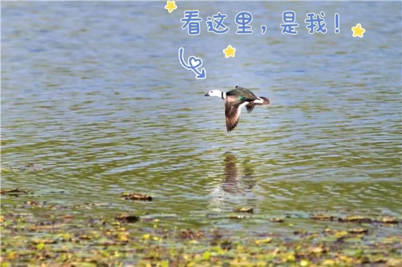国家二级保护动物棉凫在双桂湖国家湿地公园水面飞翔
