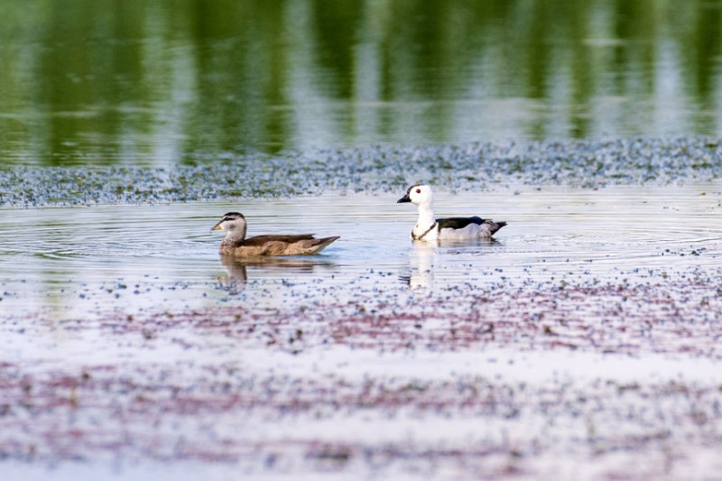 国家二级保护动物棉凫在双桂湖国家湿地公园荇菜群中栖息、觅食