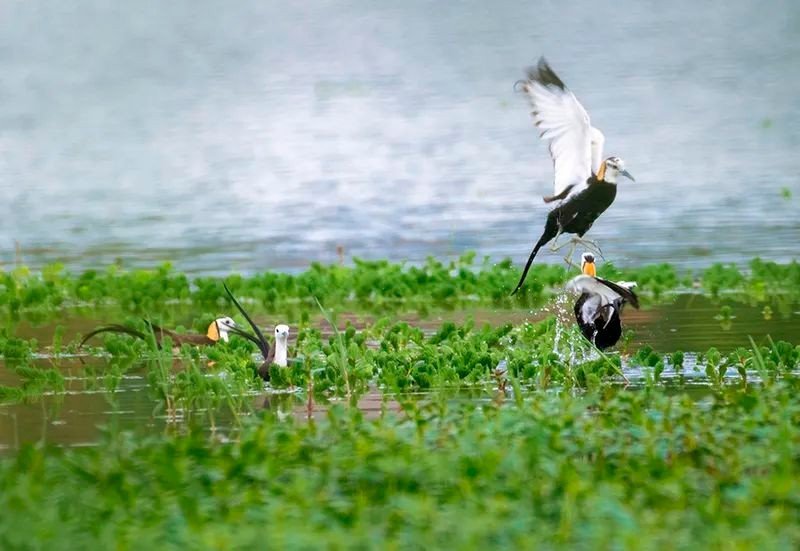 双桂湖国家湿地公园，一群水雉在湖面嬉戏。