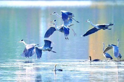 重慶梁平雙桂湖國家濕地公園：濕地留候鳥倩影 碧湖繪生態新圖