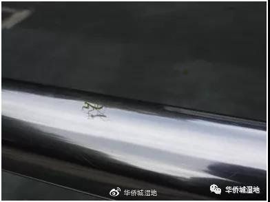 华侨城湿地里的螳螂若虫