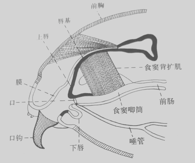 朗迪