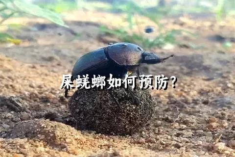 屎蜣螂如何预防？