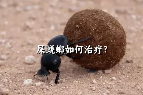 屎蜣螂如何治疗？