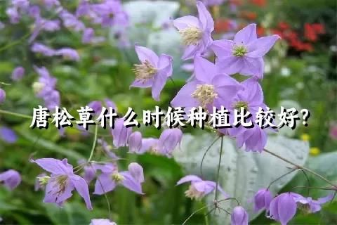 唐松草什么時候種植比較好？