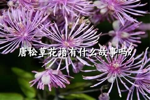 唐松草花語有什么故事嗎？