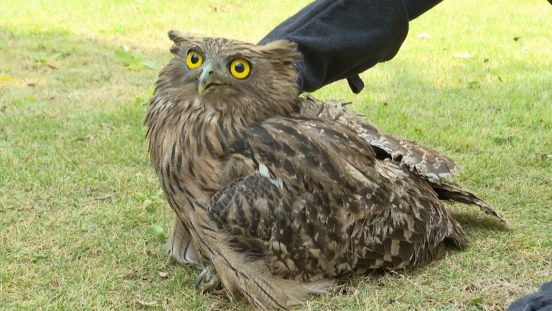 警民合力成功救助國家二級保護(hù)動物褐漁鸮[00_04_15][20250220-172621].png