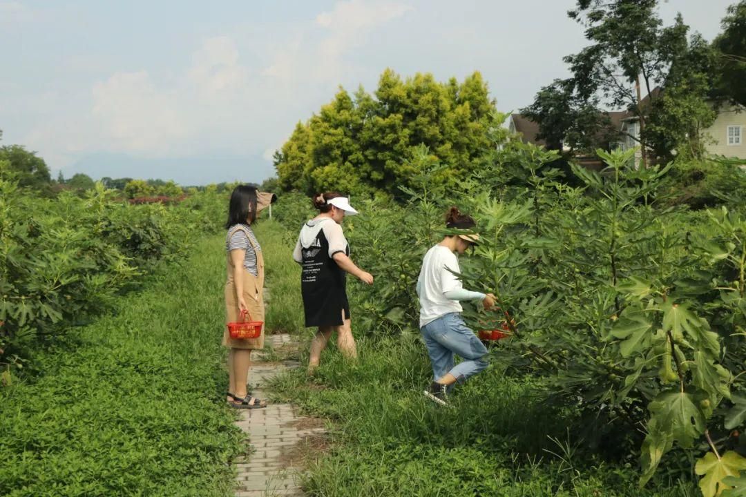 软糯香甜!郫都区无花果采摘正当时 - 关注森林