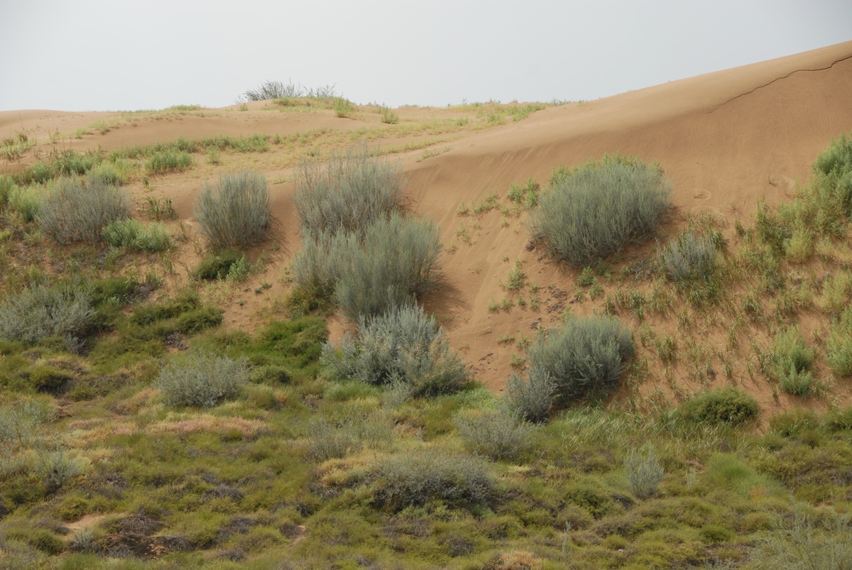 毛乌素沙地西南建起绿色屏障_治沙_白芨滩_自然保护区