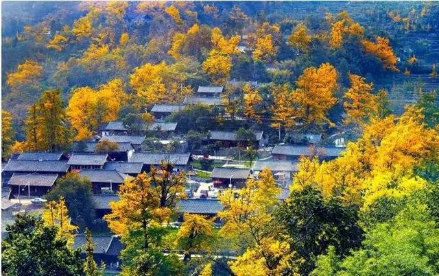 贵州省盘州市的妥乐村的古银杏树树叶泛黄了5