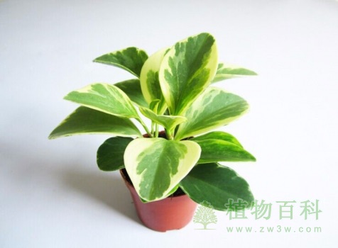 金邊碧玉
