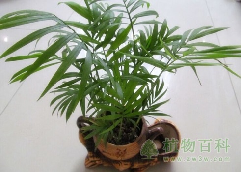 袖珍椰子